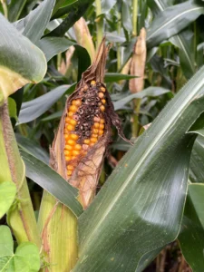 Close-up of a corn ear with visible damage and missing kernels at the exposed tip