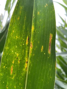Corn leaves with dark spots caused by tar spot and necrotic lesions caused by gray leaf spot disease
