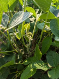 Double-crop soybean at full flower (R2) with healthy growth