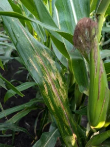 Corn leaf with symptoms consistent with Physoderma brown spot.