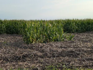 Corn residue deposited in a low field area by stormwater runoff.