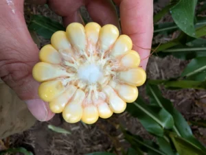 Cross section of corn at R3 (milk) growth stage