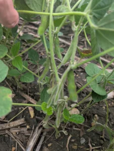 Soybeans at R5-R6 with good pod fill and low disease pressure.