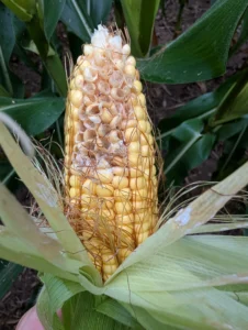 Corn ear displaying ear rot symptoms observed in isolated fields.
