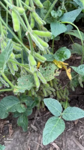 Soybeans in the R5 stage with abundant pod development on healthy plants.