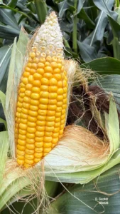 Corn ear in the R4 dough stage with kernels beginning to dent