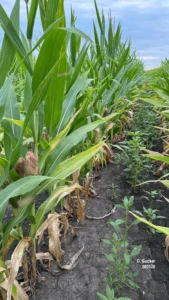 Corn affected by previous flooding, showing nutrient stress and uneven growth