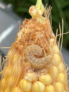 Corn earworm feeding on a developing ear in R3 (milk stage) corn, indicated by white frass near the ear tip