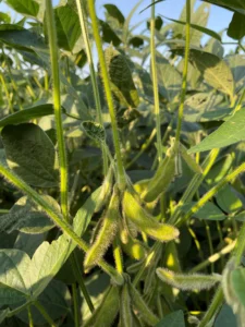 Soybean field at R5 (beginning seed) stage with healthy canopy and low visible disease or insect pressure