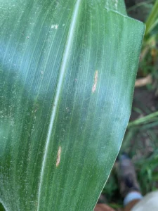 Lesions on corn leaf consistent with symptoms of the fungal disease, gray leaf spot