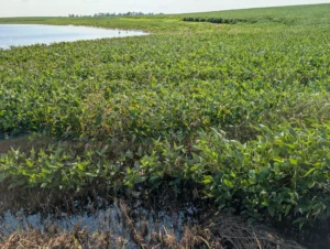 Flooded soybean field in Ford County with standing water and plants showing stress and disease symptoms
