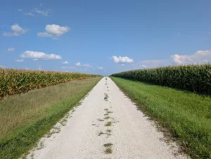 Ford County corn fields showing a range of growth stages