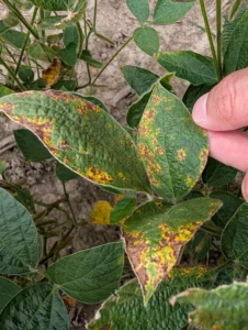Soybean leaves showing brown spotting and yellowing caused by Septoria brown spot