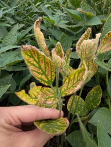 Soybean plants with interveinal chlorosis characteristic of sudden death syndrome