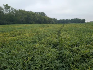 Soybean field showing widespread leaf discoloration from multiple foliar diseases late in the growing season