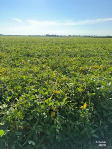 Soybean field beginning to turn yellow as plants enter the R7 (beginning maturity) growth stage