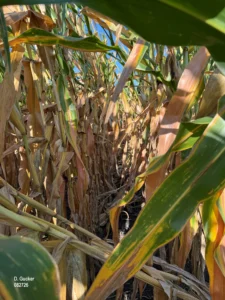Corn field with patches of yellowing or dead plants, suggesting root or stalk health issues