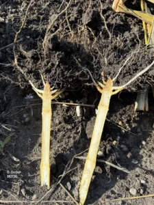 Close-up of a corn root crown showing discoloration and decay consistent with suspected corn crown rot disease.