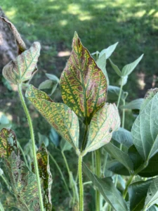 Soybeans showing sudden death syndrome leaf symptoms