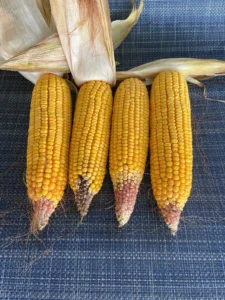 Corn ears with differing kernel fill and pollination, showing field variability.