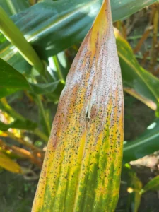 Corn leaf showing tar spot lesions