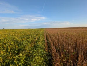 Adjacent soybean fields, one green and one brown reflecting different stages of maturity