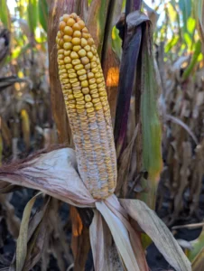 Corn ear with white fungal growth consistent with Diplodia ear rot