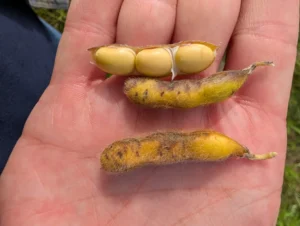 Close-up of maturing soybean pods