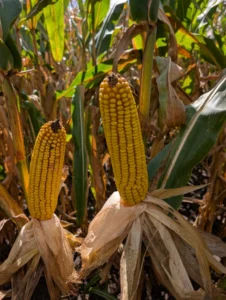Several mature corn ears on drying plants