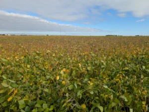 Soybean field beginning to turn yellow as plants mature and dry down