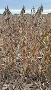 R8 soybeans fully mature and ready for harvest