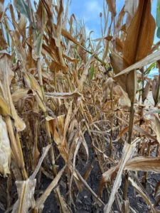 Corn plants showing weakened stalks and lodging