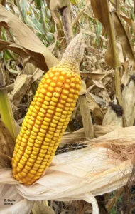 Corn ear showing common tip back symptoms