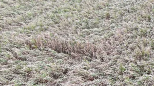 Corn field with wind-blown and leaning plants