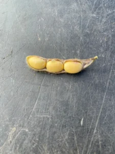 R7 soybeans with mature-colored pods and seeds