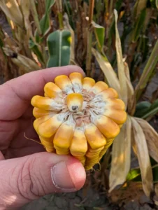 Corn at the black layer growth stage
