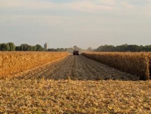 Combine harvesting mature corn