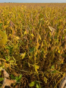 Soybean canopy turning yellow as maturity begins