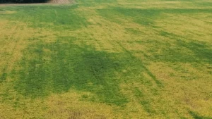 Drone image showing uneven soybean maturity visible across a field, with some patches still with green leaf tissue while the majority have yellowing leaves