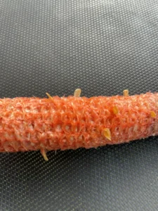 Corn ear with aborted kernels caused by late-season stress.