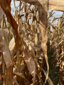 Corn crop rapidly drying down and nearing harvest