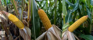 Corn plants showing variation in ear size