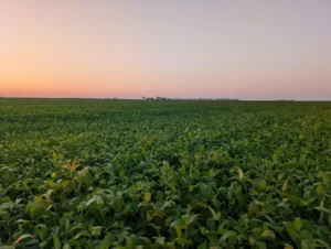 Soybean canopy beginning to yellow near maturity