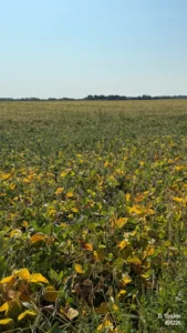 Soybeans turning yellow at full maturity (R8)