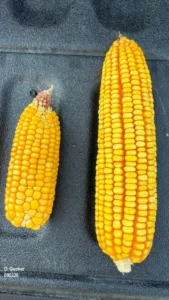 Corn ears from the same row showing large differences in size