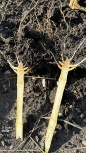 Corn crown and roots exhibiting rot symptoms from multiple pathogens