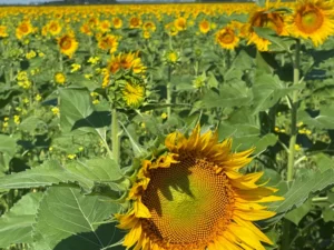 Sunflower field in bloom