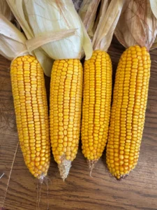 Four mature corn ears arranged side by side for comparison