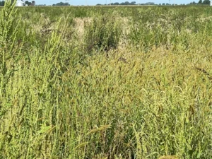 Heavy weed growth in a harvested wheat field